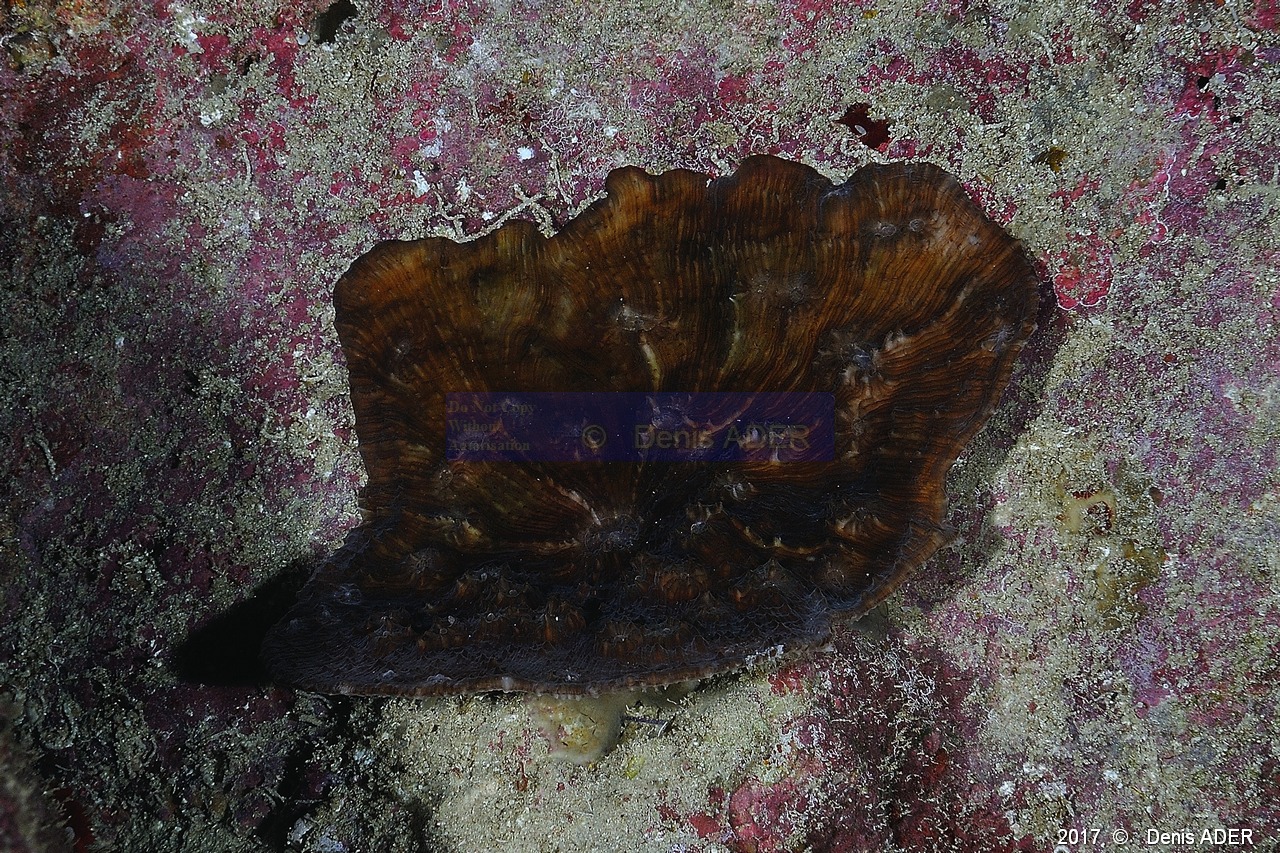 Leptoseris sp scleractiniaire-Safaga Middle reef-11m-20171124-Denis-ADER-DSC_3871_tn.jpg